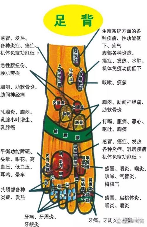 通常脚背的这些部位称为反射区脚背所包含的反射区有胸肩胛横改