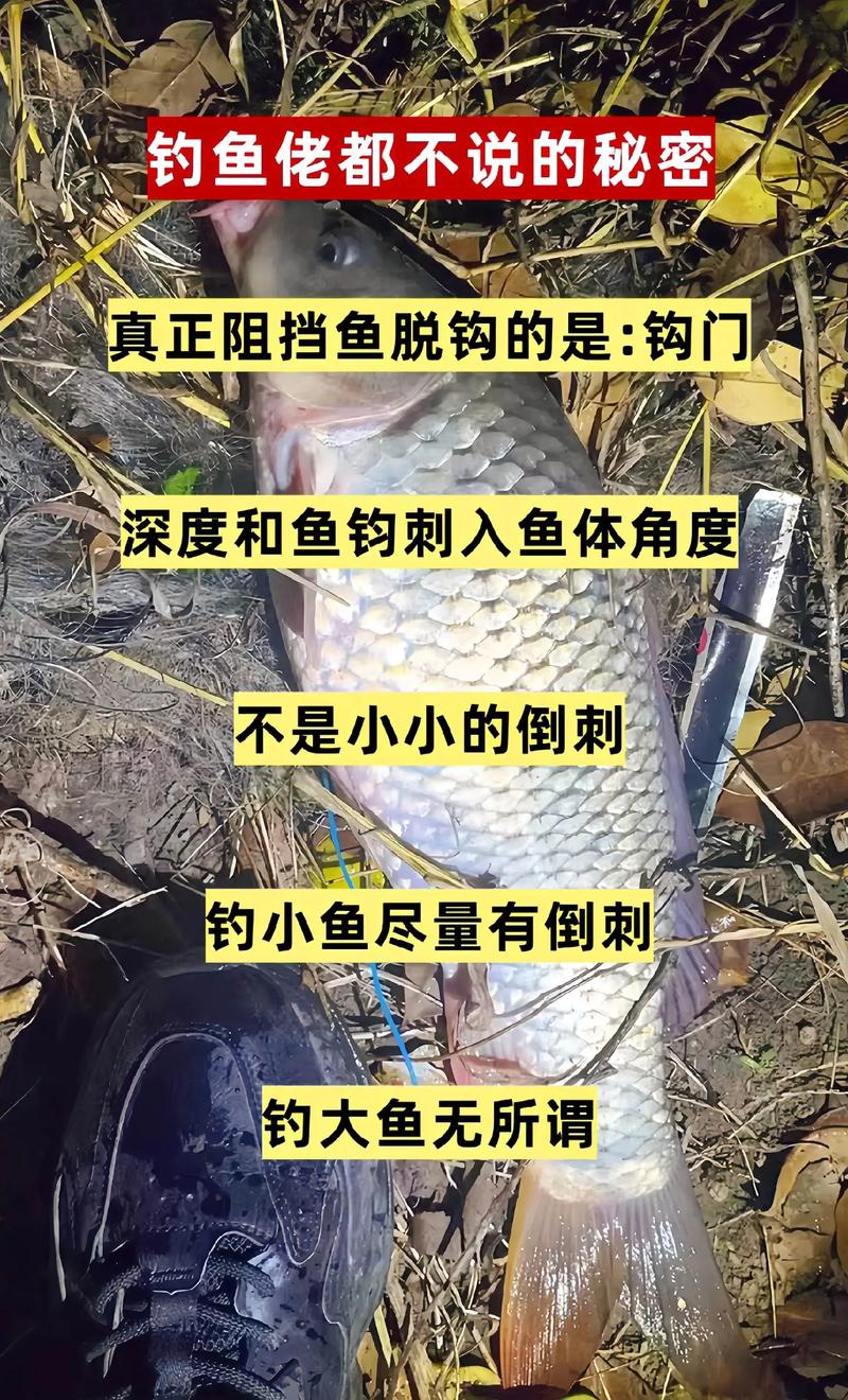 钓小鱼尽量有倒刺真正阻挡鱼脱钩的是钩门不是小小的倒刺钓鱼佬都不说