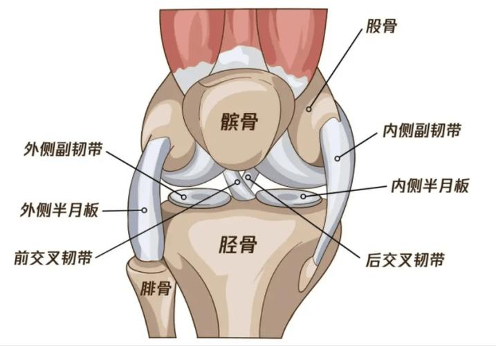 凶狠的膝盖也有脆弱的一面恢复膝关节活力八段锦技高一筹运动人体