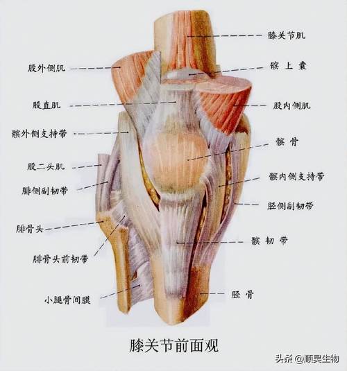 临床真实案例干细胞治疗膝骨关节炎安全有效