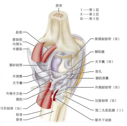 膝关节 解剖 韧带